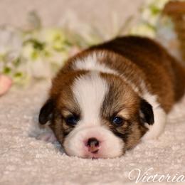 Fir - Red male Pembroke Welsh Corgi puppy in East Canton, Ohio from Victorian Farms