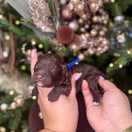 Twix - Chocolate male Goldendoodle puppy in Miami, Florida from Jade’s Paws & Co. Of Miami LLC