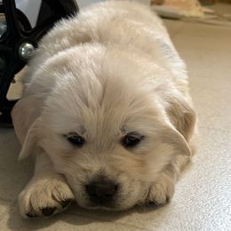 Target - Light golden male Golden Retriever puppy in Grant County, Indiana from On The Sunny Side Pavey Farms