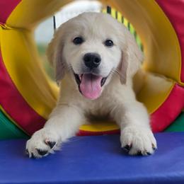 Green - Light golden male Golden Retriever puppy in Salem, Ohio from Golden Pride Retrievers