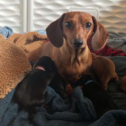 Dachshunds from Dynasty Doxies