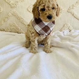Bernedoodle and Labradoodle Puppies from Royal Doodles