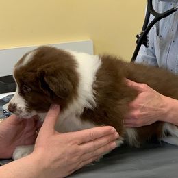 Border Collie Puppies from Beloved Border Collies