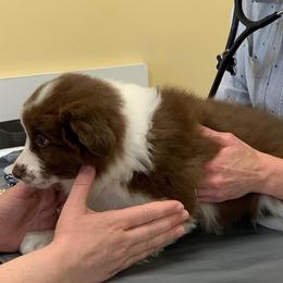 Border Collie Puppies from Beloved Border Collies