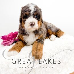 Southie - Blue merle female Bernedoodle puppy in Baroda, Michigan from Great Lakes Bernedoodles