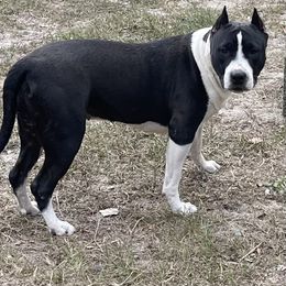 American Staffordshire Terrier Puppies from Angel Moon Kennels