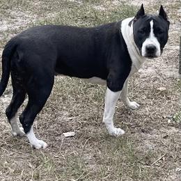 American Staffordshire Terrier Puppies from Angel Moon Kennels