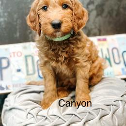 Canyon - Red  male Goldendoodle puppy in Pasco, Washington from Camp Doodle Woods