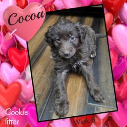 Coco - Red female Aussiedoodle puppy in Fredericktown, Ohio from Brisby Bordoodles