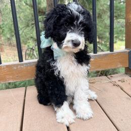 Bobcat - Black and white male Aussiedoodle puppy in Colorado Springs, Colorado from Pesky Redneck Mini Ranch