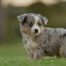 Maggie - Blue merle female Toy Australian Shepherd puppy in Hartman, Arkansas from Southern Edition Aussies