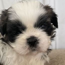 Golden Retrievers from Barrington's Golden Retrievers