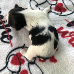 Yorkshire Terrier Puppies from Jackie Jenny’s Precious Yorkies