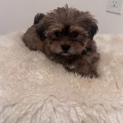 Jib - Chocolate and tan male Shih Tzu puppy in Washington, Washington, D.C. from BVPT puppies