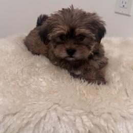 Jib - Chocolate and tan male Shih Tzu puppy in Washington, Washington, D.C. from BVPT puppies