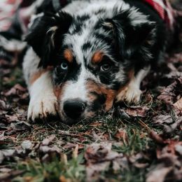 Australian Shepherd Puppies from Diamond Aussies N the Rough