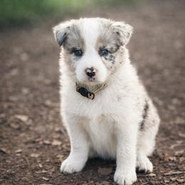 Gabriela - Blue merle female Border Collie puppy in Sanger, California from Flying M Cactus Ranch Buddies
