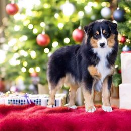 Geo - Miniature Australian Shepherd