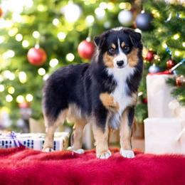 Geo - Miniature Australian Shepherd