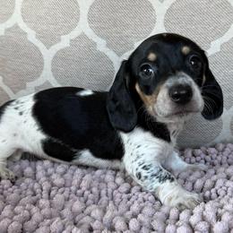 AKC 'Wild Bill Hickok' - Black and cream male Dachshund puppy in Joshua Tree, California from Desert Dreams Ranch