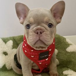 Boy 3 - male French Bulldog puppy in Woodhaven, Michigan from Maldonado Frenchies