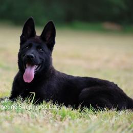 Tiddle - Black female German Shepherd puppy in Ratcliff, Arkansas from Ridgeline Shepherds