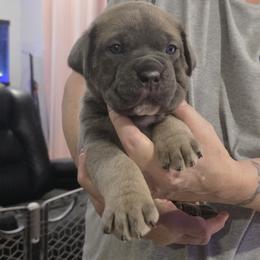 Blue fawn - Gray and fawn male Cane Corso puppy in Jacksonville, Florida from Fleming Cane Corso's