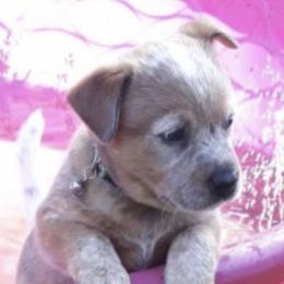 Australian Cattle Dogs from A.C.D. Goldenhour