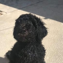 Goldendoodles from Havasu Goldendoodles