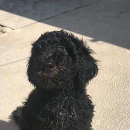 Goldendoodles from Havasu Goldendoodles