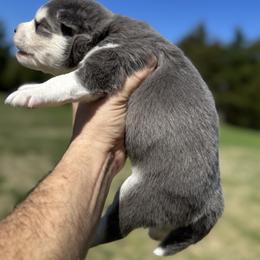 Boy 1 - Blue male Pomsky puppy in Gunter, Texas from The Painted Pomsky
