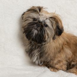 Shih Tzu Puppies from Good Lil Shih Tzu