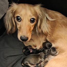 Brylee - Dachshund