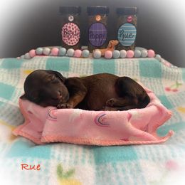 Dachshund Puppies from The Weenery