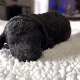 Faith - Black female Poodle puppy in Denton, Maryland from Cajun Girl Kennels