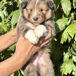 No name yet - Sable and white male Shetland Sheepdog puppy in Trenton, Michigan from Leigh Hi Shelties