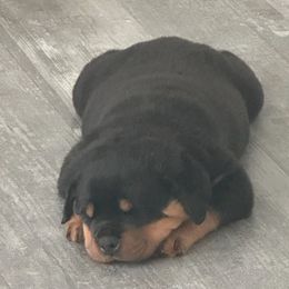 Rottweiler Puppies from Milton's Rottweilers