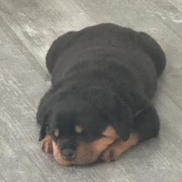 Rottweiler Puppies from Milton's Rottweilers