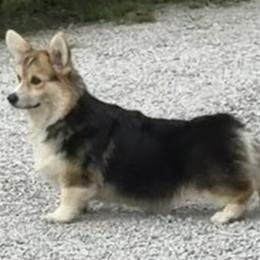 Mayson - Black and tan male Pembroke Welsh Corgi puppy in Kansas City, Missouri from Pluperfect