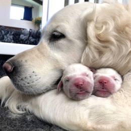 Harper - Golden Retriever