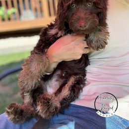Miss Orange - Liver and white female English Springer Spaniel puppy in Kendall, New York from Family Raised Doodles