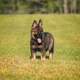 German Shepherd Puppies from Sommerfeld German Shepherds