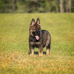 German Shepherd Puppies from Sommerfeld German Shepherds