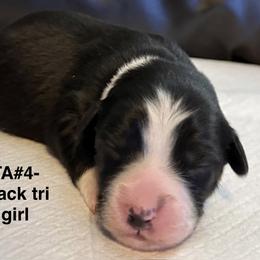 TA4 - Black tri-color female Australian Shepherd puppy in Ada, Ohio from Windy Hill Aussies
