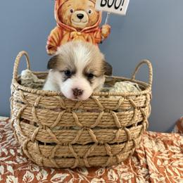 Girl 3 - female Pembroke Welsh Corgi puppy in Cumming, Georgia from Linda's Pembroke Welsh Corgis