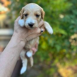 Sneezy - Apricot male Goldendoodle puppy in Stockton, California from Port City Doodles