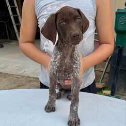 Iris - Liver roan female German Shorthaired Pointer puppy in Glennville, Georgia from Andre Family Farms & Kennels