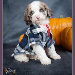 Brad - Merle male Cockapoo puppy in Connersville, Indiana from Deaz Doodle Ranch