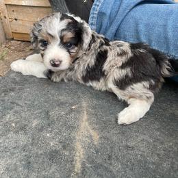 Blue Merle female - Blue merle female Aussiedoodle puppy in Hillsboro, Illinois from Shoal Creek Puppies