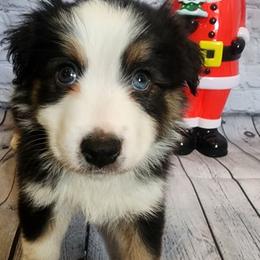 Gomez - Black tri male Miniature Australian Shepherd puppy in Macomb, Missouri from Faunus Farms and Aussies